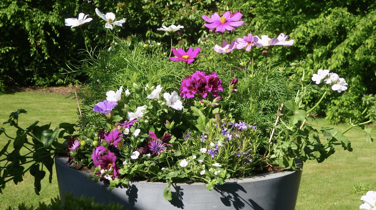 fleurs